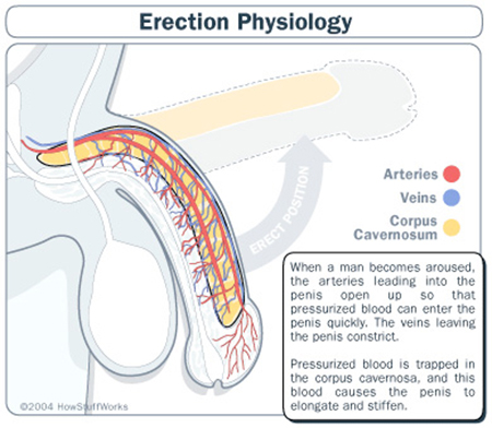 how tadalafil acts