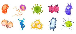 Understanding and Treating Fungal Infections Safely and Completely